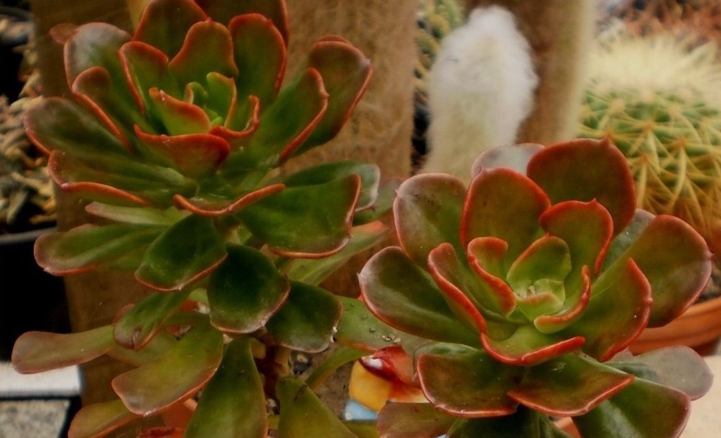 Echeverias in Oz Echeveria